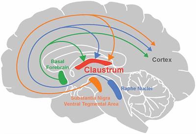 Changing the Cortical Conductor’s Tempo: Neuromodulation of the Claustrum